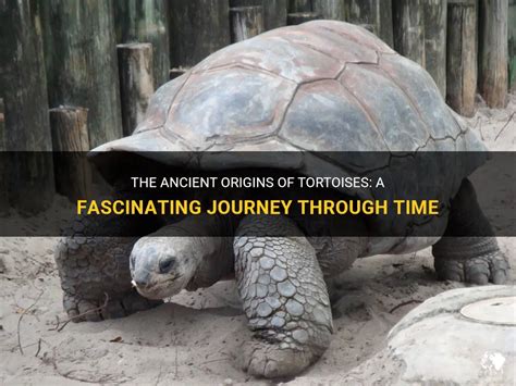 ¿Qué secretos alberga el ingenioso The Impatient Tortoise? Un viaje a través de la sabiduría malasia del siglo XX.